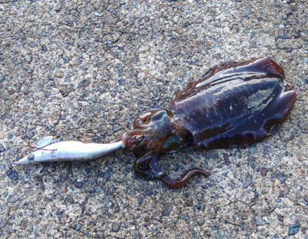 越前エギング 波が…風が…